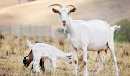 羊吃梨瓜吗,揭秘羊儿为何不吃梨瓜之谜