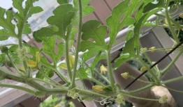 吃瓜的大花,揭秘娱乐圈幕后故事