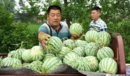 亳州市吃瓜,品味千年古都的甜蜜时光