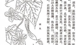 古人吃瓜自尽,古人吃瓜自尽的悲剧启示