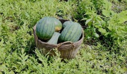 田里吃瓜的馇,馇味乡愁的田野记忆
