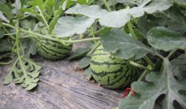 新农人吃瓜,农业现代化中的甜蜜变革