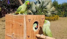 瓜被鸟吃还会结瓜吗,奇妙的自然循环现象