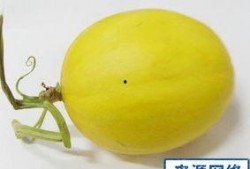 怀孕吃脆瓜好吗,脆瓜对孕妇的健康益处与注意事项