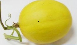 怀孕吃脆瓜好吗,脆瓜对孕妇的健康益处与注意事项