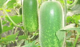 五一吃瓜今日吃瓜热门大瓜胖猫,胖猫成热门大瓜，揭秘娱乐圈幕后故事