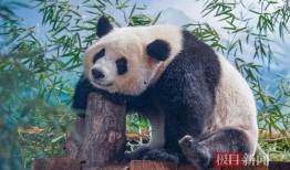 大熊猫吃瓜超长,超长萌态引网友热议