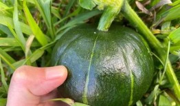 宝宝吃南瓜还是贝贝瓜