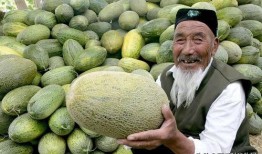 老公体验吃哈密瓜