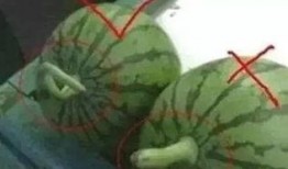 男女吃瓜区别,男女吃瓜众生相