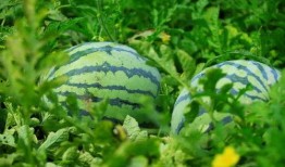 山东日照吃瓜视频