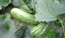 吃酥瓜的,夏日消暑新宠