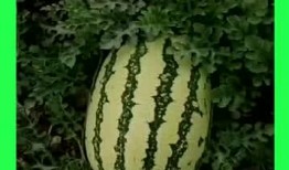 吃瓜基地飞聊,揭秘网络社交新潮流