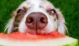 狗狗吃茭瓜视频,萌宠美食瞬间