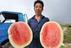 大型最强吃瓜视频,一场视觉盛宴的狂欢之旅