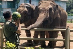 河马大象吃瓜,一场生态界的和谐共生