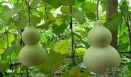 孕妇在家吃葫芦瓜,营养美味两不误