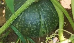 在农家小院吃瓜,夏日时光尽享悠闲