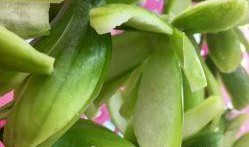 腾冲小瓜怎么吃,解锁美味新体验