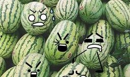 聪明的吃瓜,揭秘“聪明吃瓜”背后的智慧生活法则