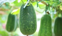 吃瓜四仙女,女生心中的美食传奇