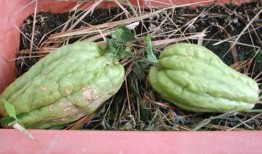 类风湿可以吃葫芦瓜,天然食疗新选择