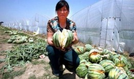 桑植吃瓜所有视频,揭秘乡村生活的甜蜜与苦涩