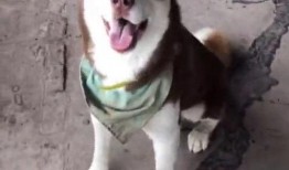 水瓜狗狗可以吃,营养美味，健康伴侣