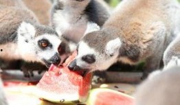 吃瓜的动物们,揭秘吃瓜动物们的趣味生活