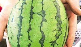 青岛吃瓜网,揭秘青岛美食圈的热辣新鲜事