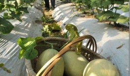 吴场吃瓜,揭秘娱乐圈的“吃瓜”现象