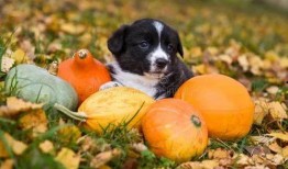 蓝毛吃瓜,揭秘网络红人的瓜田奇遇