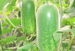 青海吃瓜爆料大全视频,揭秘当地热点事件与民间趣闻