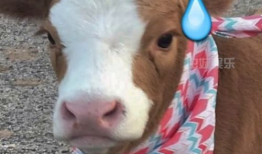 抖音群吃瓜部落