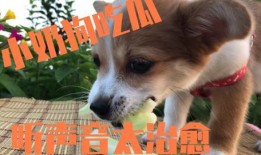 吃瓜被狗舔,一场意外的“亲密接触”