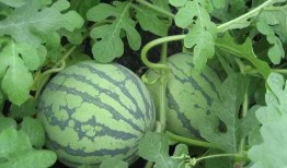 吴川吃瓜后续,真相大白，网友热议不断