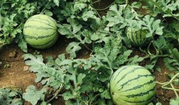 周公解梦瓜田里搞瓜吃瓜,瓜田里搞瓜吃瓜的寓意与启示