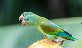 瓜被鸟吃还会结瓜吗,奇妙的自然循环现象