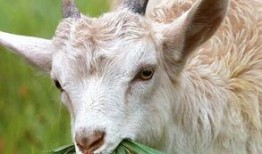 羊吃梨瓜吗,揭秘羊儿为何不吃梨瓜之谜