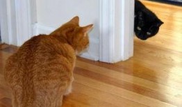 吃瓜小猫劝架图片,化解邻里纠纷温馨瞬间