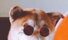 吃瓜的狗哥,揭秘娱乐圈那些事儿