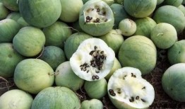 甘肃吃瓜群众起源,甘肃“吃瓜群众”的起源与演变