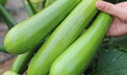 兰瓜和冬瓜起吃吗,探索独特搭配的味蕾之旅